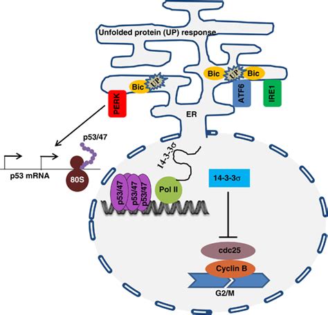 Stress To The Endoplasmic Reticulum Er Leads To An Accumulation Of