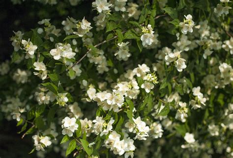 Jasmine Plant Care Guide: How to Grow Jasmine Plants - 2022 - MasterClass