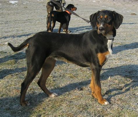 Transylvanian Hound - Temperament, Lifespan, Shedding, Puppy