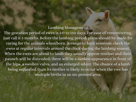 lambing practices