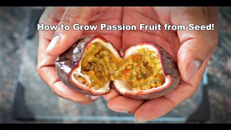 How To Grow Passion Fruit From Seed Artofit