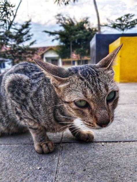 Cute cat in the playground stock photo. Image of plant - 263778216