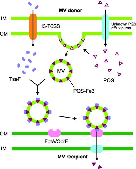 Membrane Vesicle Mediated Signal Transfer Pseudomonas Quinolone Signal