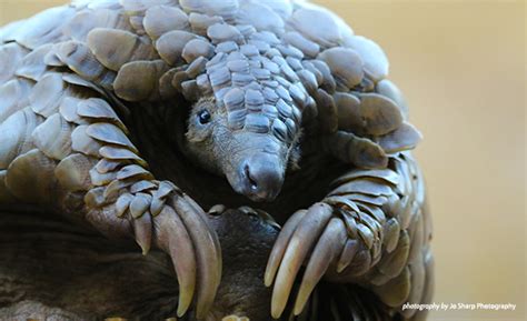 Pangolin Scales Uses China Reports Largest Ever Trafficking Bust Of