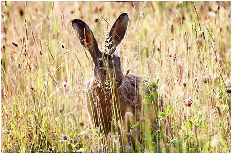 Feldhase Gut Versteckt Im Hohen Gras Selma Barbara Flickr