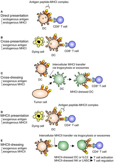 Antigen Presentation