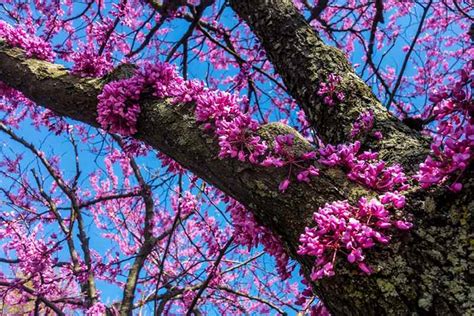 Judaszowiec Kanadyjski Cercis Canadensis Nasiona