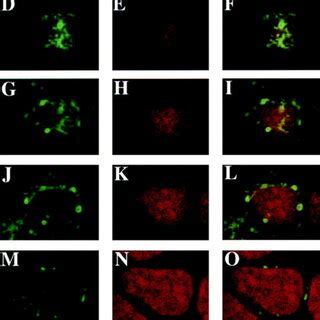 Localization Of Rab17 WT Protein In Polarized Eph4 Cells Eph4 Cells