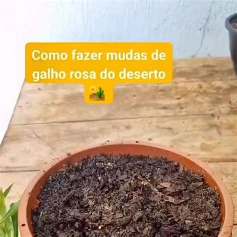 Amo Rosa Do Deserto On Instagram Como Fazer Mudas De Galhos De Rosa