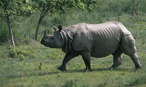 greater  horned rhino species wwf