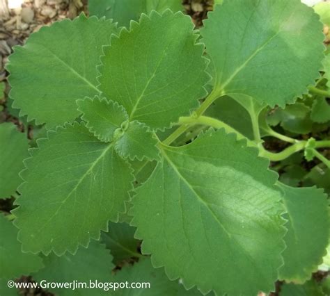 Garden Adventures Cuban Oregano Plectranthus Amboinicus