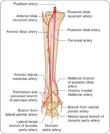 Tibialis Anterior Artery