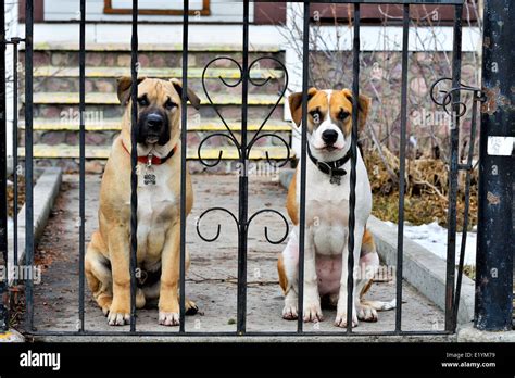 Guarding The House Hi Res Stock Photography And Images Alamy