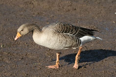 Greylag Goose