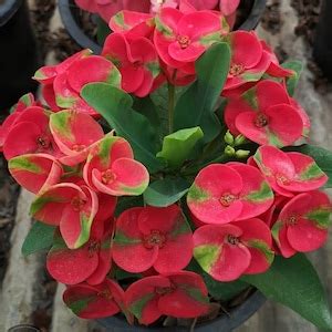 Crown Of Thorns Red Millionaire Euphorbia Milii Corona Etsy