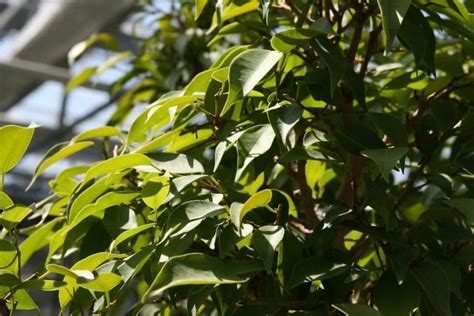 How To Care For A Weeping Fig Ficus Benjamina Smart Garden Guide