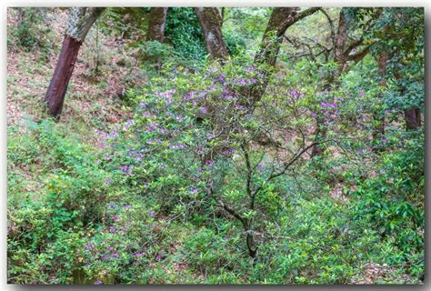 Rhododendron Ponticum L