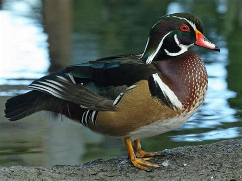 Wood Duck - Facts, Habitat, Diet, Call, Migration and Pictures