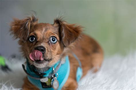 Top 150 Best Names For Chiweenie • helloBARK!