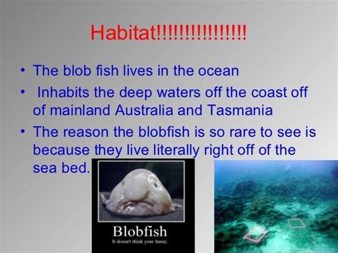 Blobfish Facts For Kids | Kids Matttroy