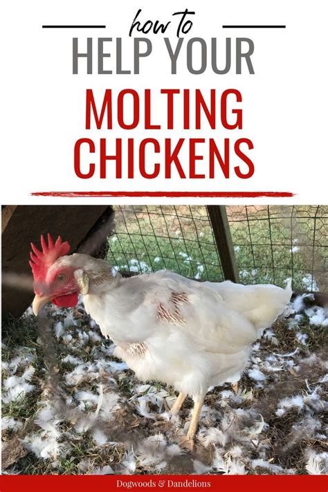 How To Help Your Molting Chickens Molting Chickens Chickens Losing Feathers Backyard Chicken