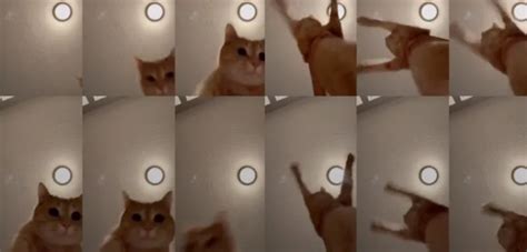 Gato de TikTok causa sensación en redes por bailar al ritmo de Mr