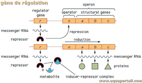 Gène de régulation définition et explications