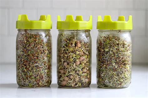 How To Sprout Seeds In A Jar A Quick Guide The Prepping Guide