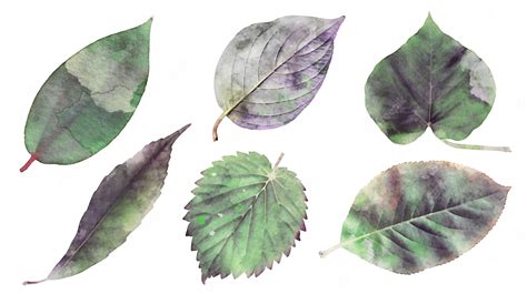 Free Vector | Watercolor realistic detailed leaf isolated elements set