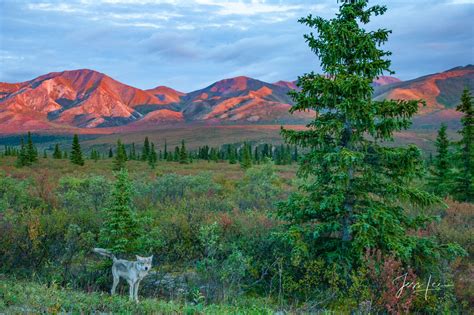 Denali Wolf On The Tundra Denali Alaska Photos By Jess Lee