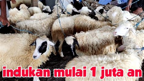 Full Harga Indukan Kambing Domba Gibas Stok Melimpah Youtube