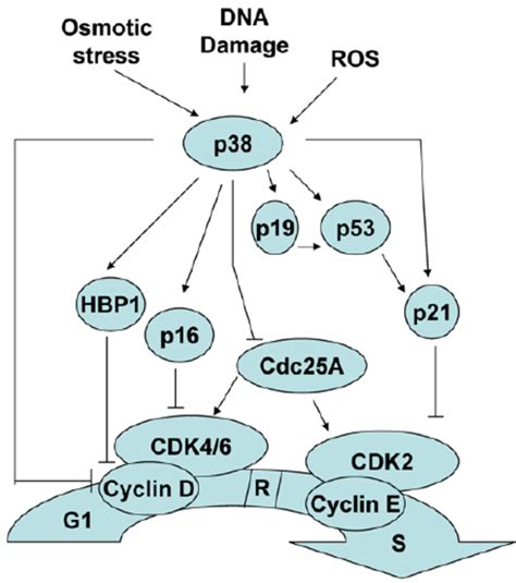 The role of p38 MAPK in mediating survival. | Download Scientific Diagram 
