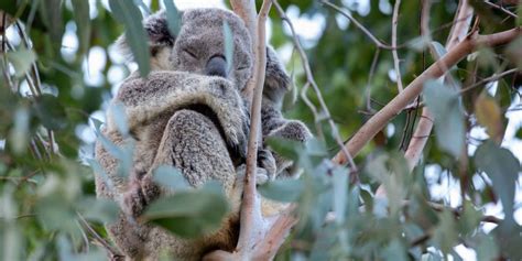 How To Identify A Sick Or Injured Koala | Wildlife Watcher