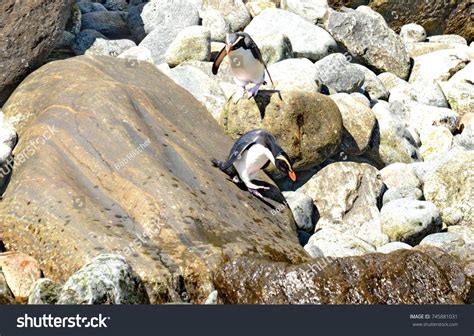 Fiordland Crested Penguins Milford Sound South Stock Photo