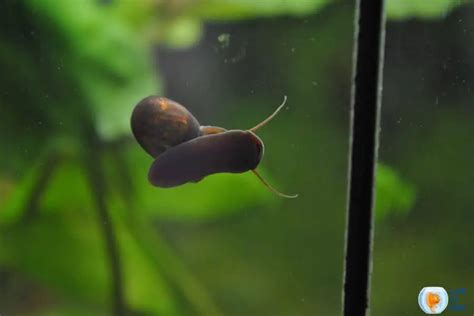 Baby Snails Appeared In My Fish Tank And Control Them