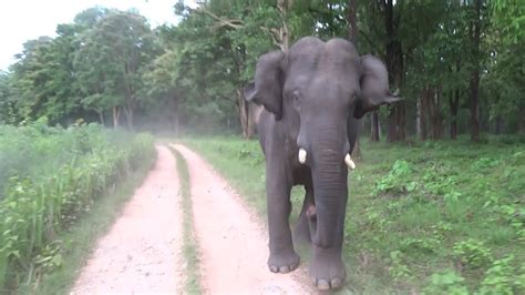 Elephant Chase At Tholpetty Wayanad Youtube