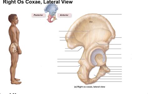 Right Os Coxae Diagram Quizlet