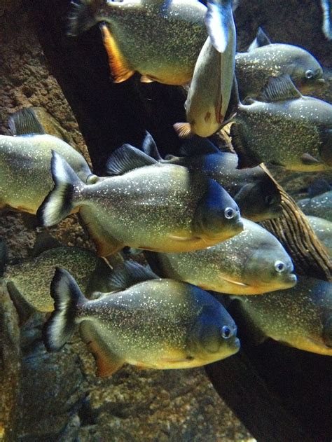 28 best piranhas images on Pinterest | Fish aquariums, Fishing and Peach