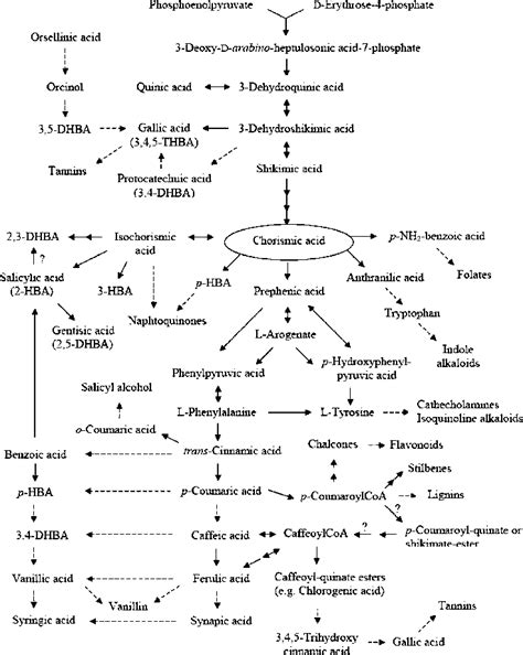 The Biosynthetic Pathway Of Some Phenolic Compounds A Small Dashed