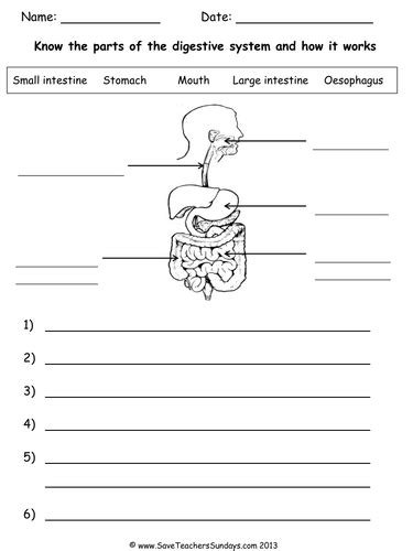 Digestive System Ks2 Worksheet