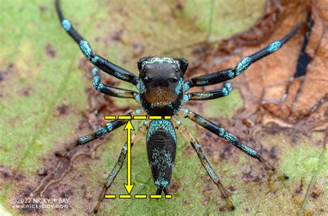 Opisthosoma - Asian Society of Arachnology