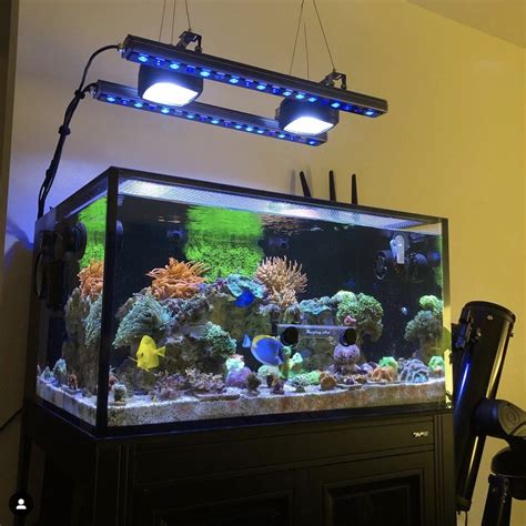 Or Led Bar Reef Aquarium Photo Gallery Orphek Reef Aquarium Led Lighting