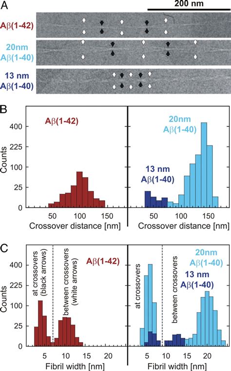 Comparison Of Alzheimer Aβ140 And Aβ142 Amyloid Fibrils Reveals