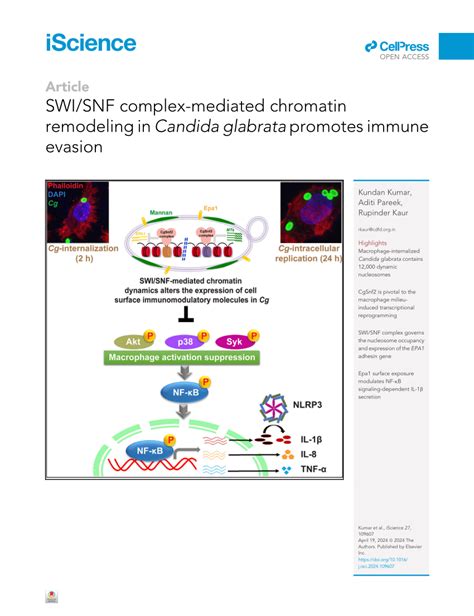 PDF SWI SNF Complex Mediated Chromatin Remodeling In Candida Glabrata