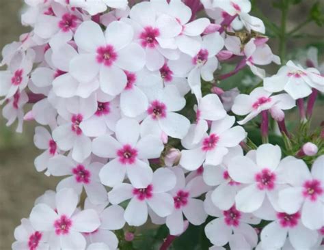 Phlox Paniculata Flame White Eye Garden Phlox