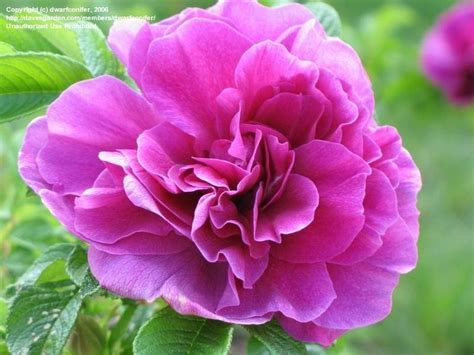 Plantfiles Pictures Hybrid Rugosa Rose Roseraie De L Hay Rosa By