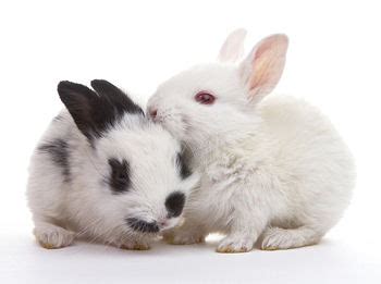 Bunny Rabbit Names - Here are some lists of names.