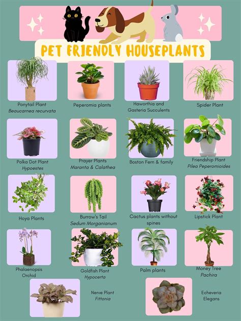 pet safe house plants 9