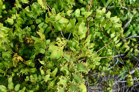 Old World Climbing Fern