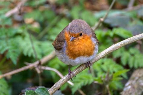 Robin Stock Photos, Images and Backgrounds for Free Download